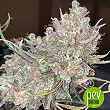 Outdoor Grapefruit - Female Seeds
