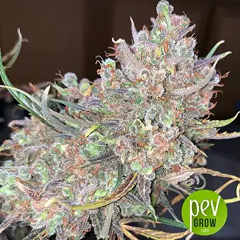 Outdoor Grapefruit - Female Seeds