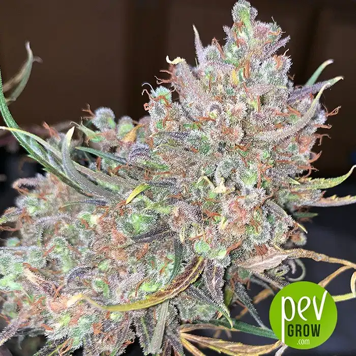 Outdoor Grapefruit - Female Seeds