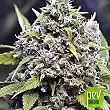 Pure AK - Female Seeds