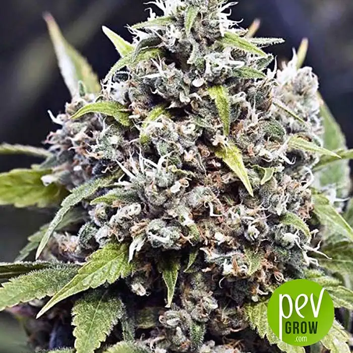 Pure AK - Female Seeds