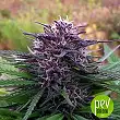 Purple Maroc - Female Seeds