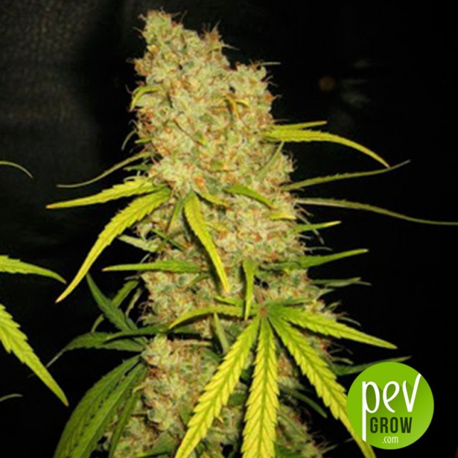 Skunk Special - Female Seeds