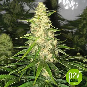 White Widow x Big Bud - Female Seeds