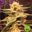 Critical Neville Haze Auto - Delicious Seeds Critical Neville Haze Auto - Delicious Seeds