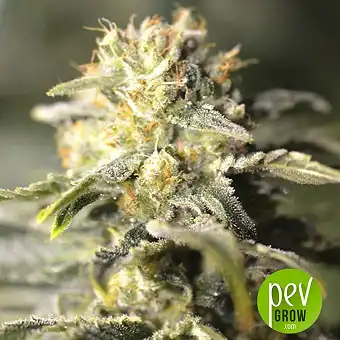 TNT Kush CBD - Eva Seeds