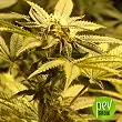 DA Critical - Philosopher Seeds DA Critical - Philosopher Seeds