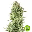 Blue Kush Auto - Dinafem Seeds