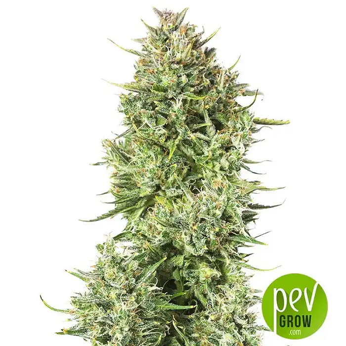 Blue Kush Auto - Dinafem Seeds