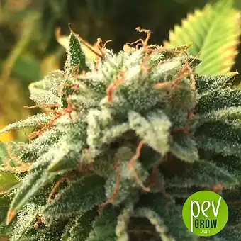 Bruce Cookies - Original Sensible Seeds