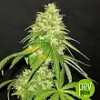 Wedding Cookies - Original Sensible Seeds