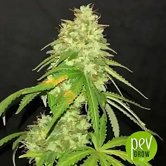 Wedding Cookies - Original Sensible Seeds