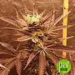 Gorilla Cookies - Original Sensible Seeds