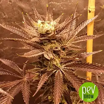 Gorilla Cookies - Original Sensible Seeds