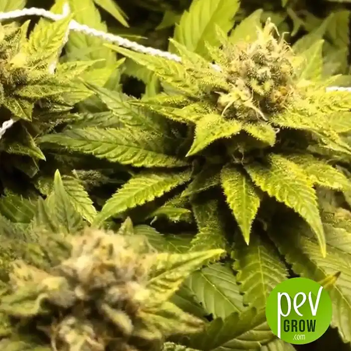 Garlic Mist Regular - Royal Queen Seeds