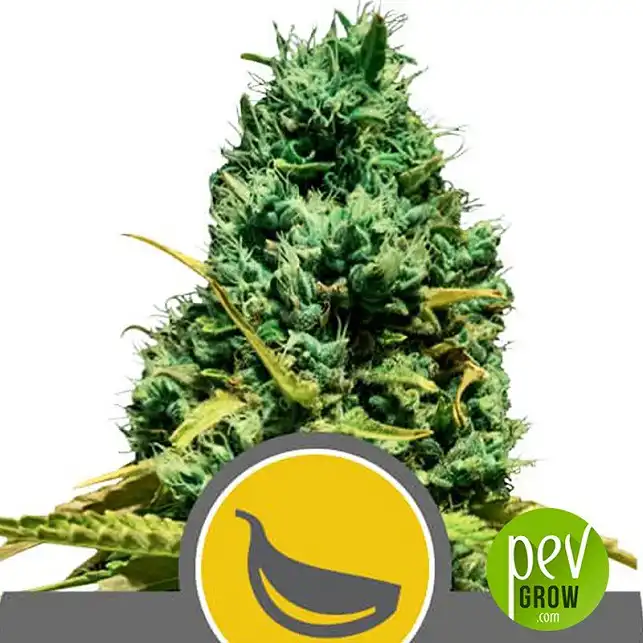 Garlic Mist Regular - Royal Queen Seeds