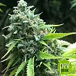Exotic Witch Regular - Royal Queen Seeds Exotic Witch Regular - Royal Queen Seeds