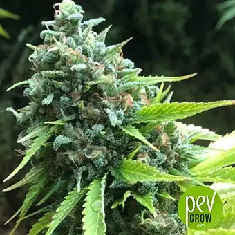Exotic Witch Regular - Royal Queen Seeds