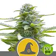 Exotic Witch Regular planta - Royal Queen Seeds