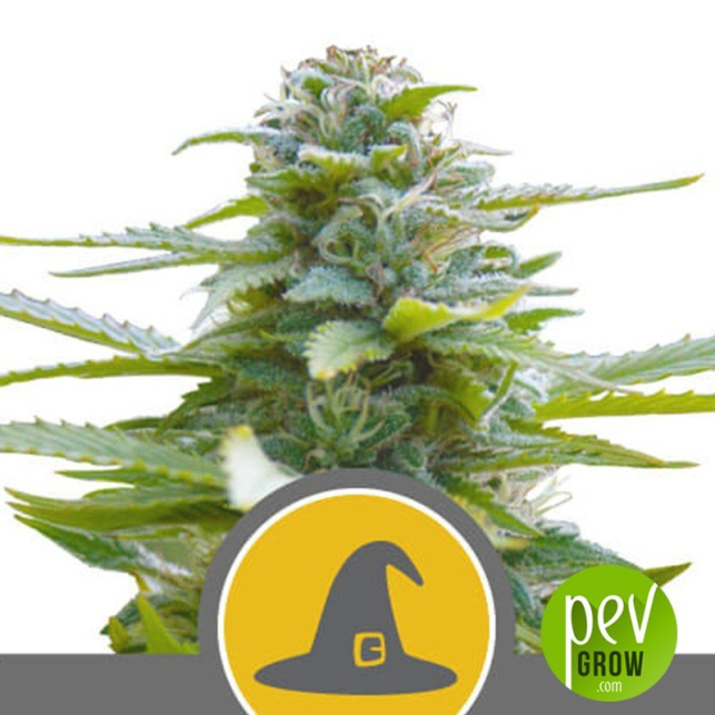 Exotic Witch Regular - Royal Queen Seeds