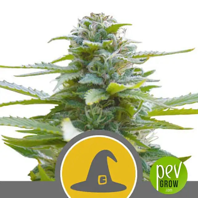 Exotic Witch Regular plant - Royal Queen Seeds