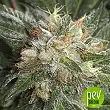 Pumpkin Kush Regular - Royal Queen Seeds