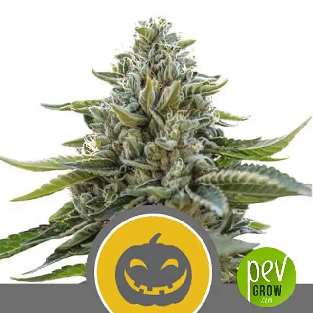 Pumpkin Kush Regular plant - Royal Queen Seeds
