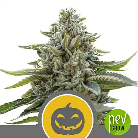 Pumpkin Kush Regular plant - Royal Queen Seeds
