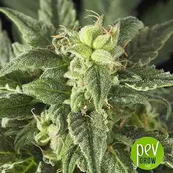 Marula Fruit Regular - Royal Queen Seeds