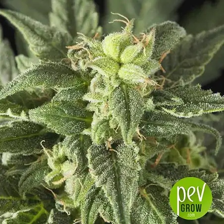 Marula Fruit Regular - Royal Queen Seeds