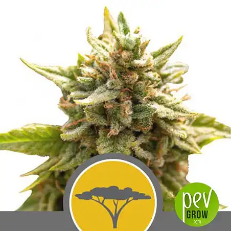 Marula Fruit Regular plante - Royal Queen Seeds