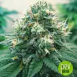 Mango Crunch Regular - Royal Queen Seeds