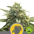 Mango Crunch Regular plant - Royal Queen Seeds