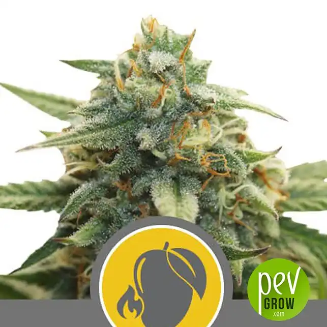Mango Crunch Regular planta - Royal Queen Seeds