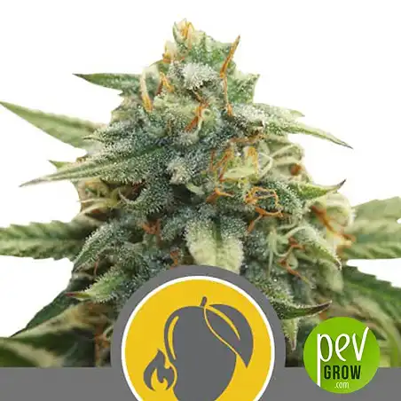 Mango Crunch Regular pflanze - Royal Queen Seeds