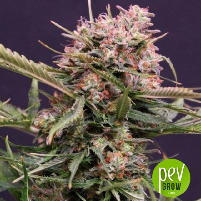 Auto Gigabud - G13 Labs
