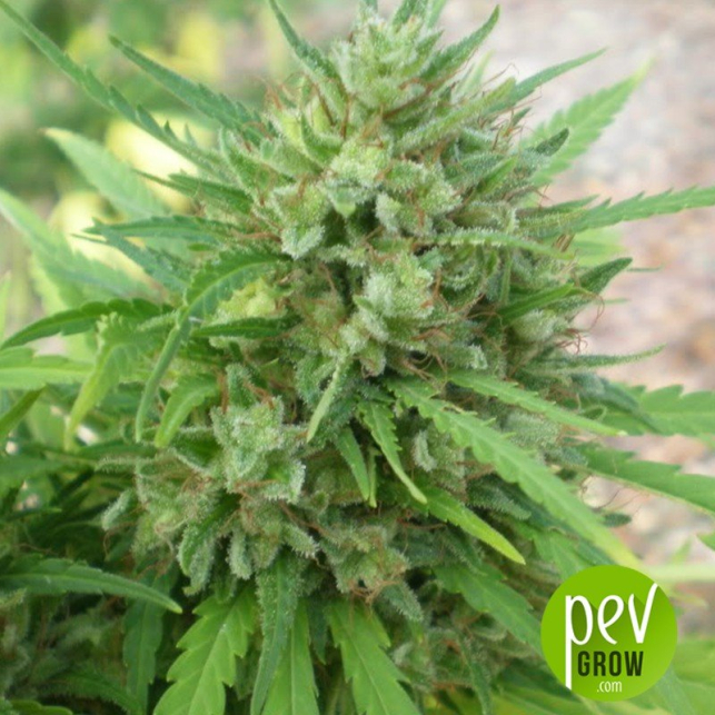 Blueberry Gum 2 - G13 Labs