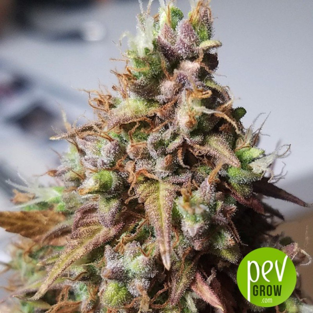 Mozzarella - G13 Labs