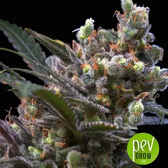 Kritikal Bilbo - Genehtik