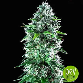 Kritikal Bilbo X Ak-47 - Genehtik