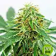 Northern Lights X - Genehtik
