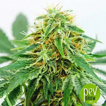 Northern Lights X - Genehtik