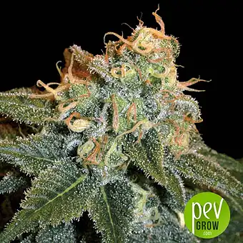 Ese T Bilbo Auto - Genehtik