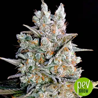 Kritikal Bilbo Auto - Genehtik