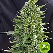 Northern Lights Auto - Genehtik