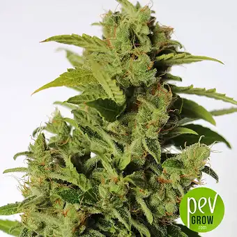 Dream Machine - Heavyweight Seeds