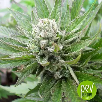 Massive Midget Auto - Heavyweight Seeds