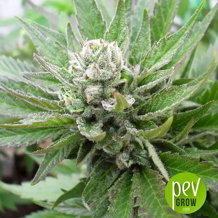 Massive Midget Auto - Heavyweight Seeds