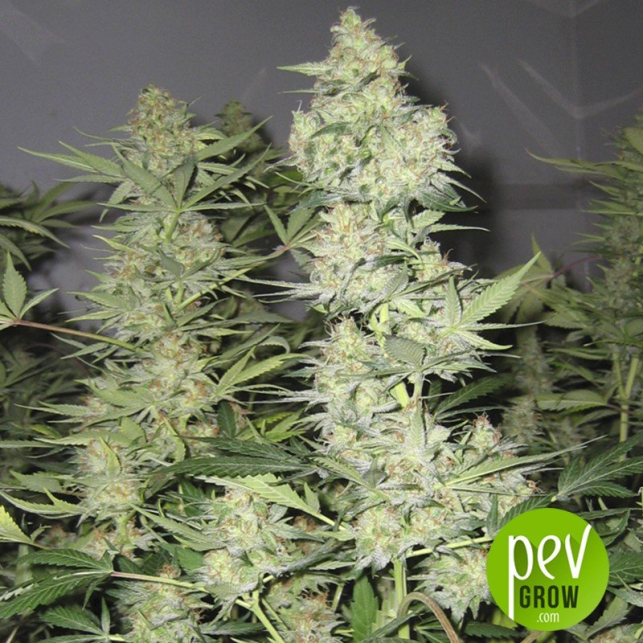 Afghani - Homegrown Fantaseeds