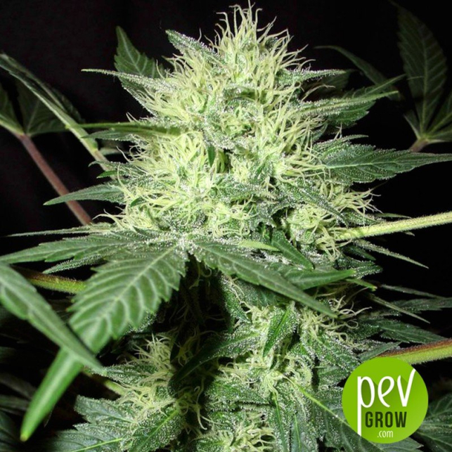Northern Lights - Homegrown Fantaseeds